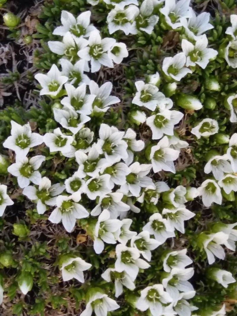 Longpod Stitchwort photo 7