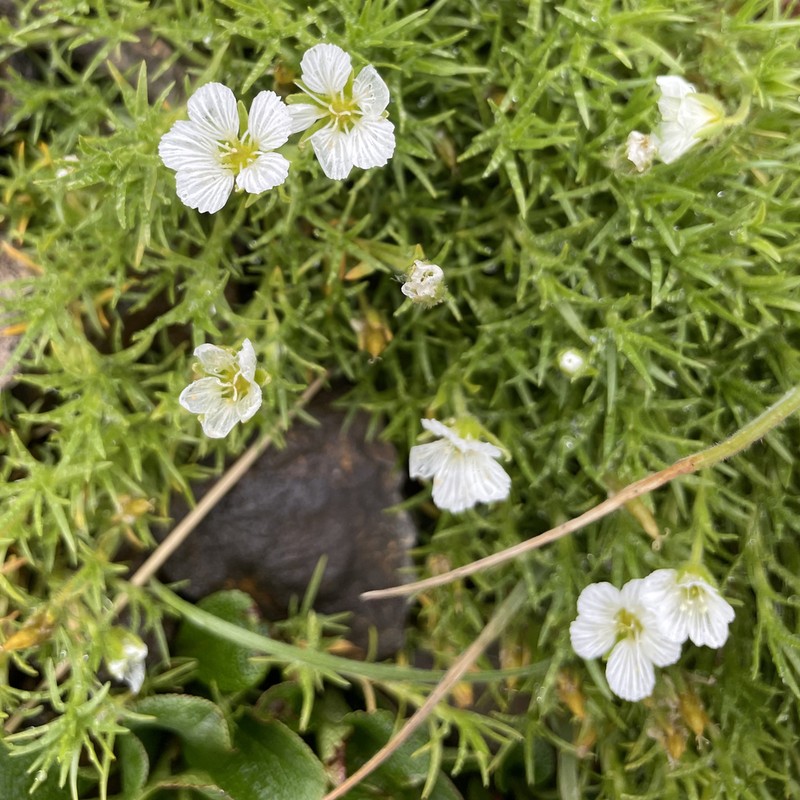 Longpod Stitchwort photo 8