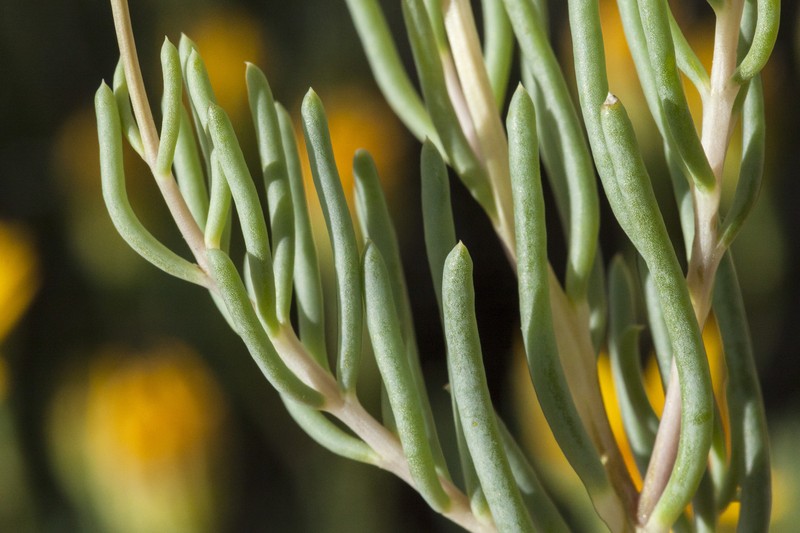 Trans-Pecos False Clapdaisy