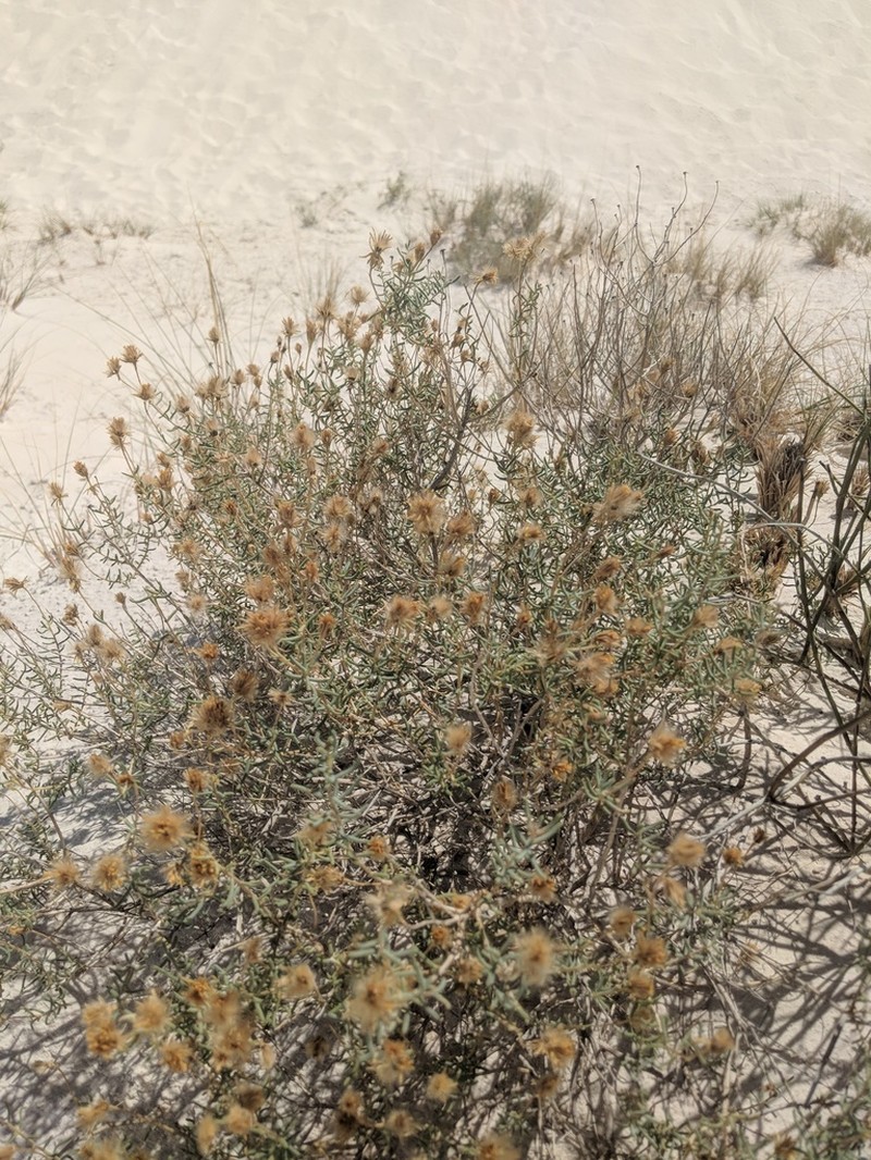Trans-Pecos False Clapdaisy photo 3