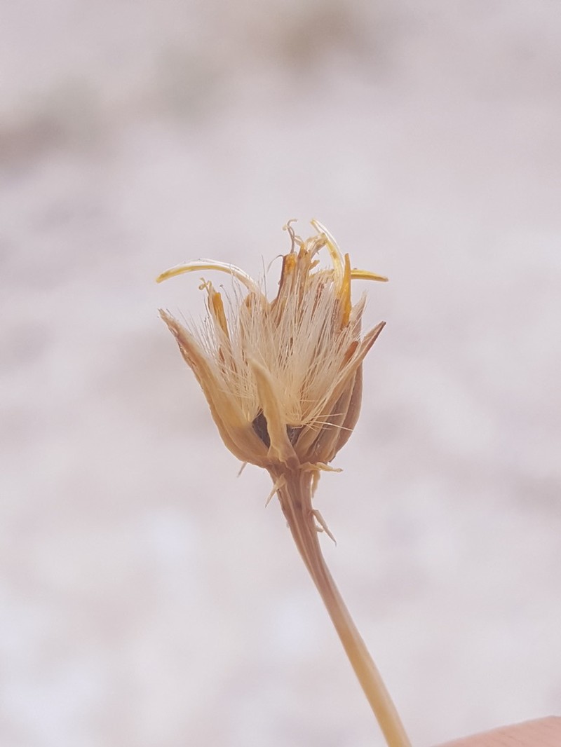 Trans-Pecos False Clapdaisy photo 4