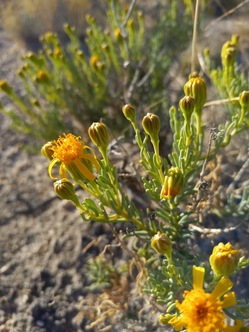 Trans-Pecos False Clapdaisy photo 5