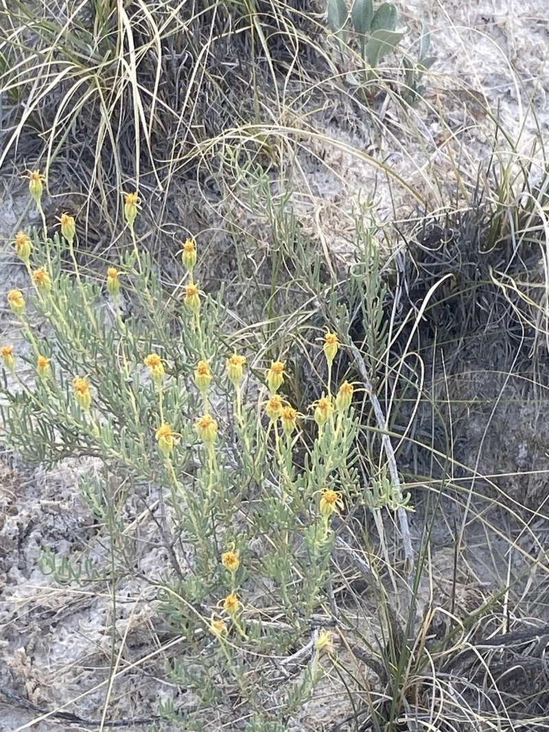 Trans-Pecos False Clapdaisy photo 6