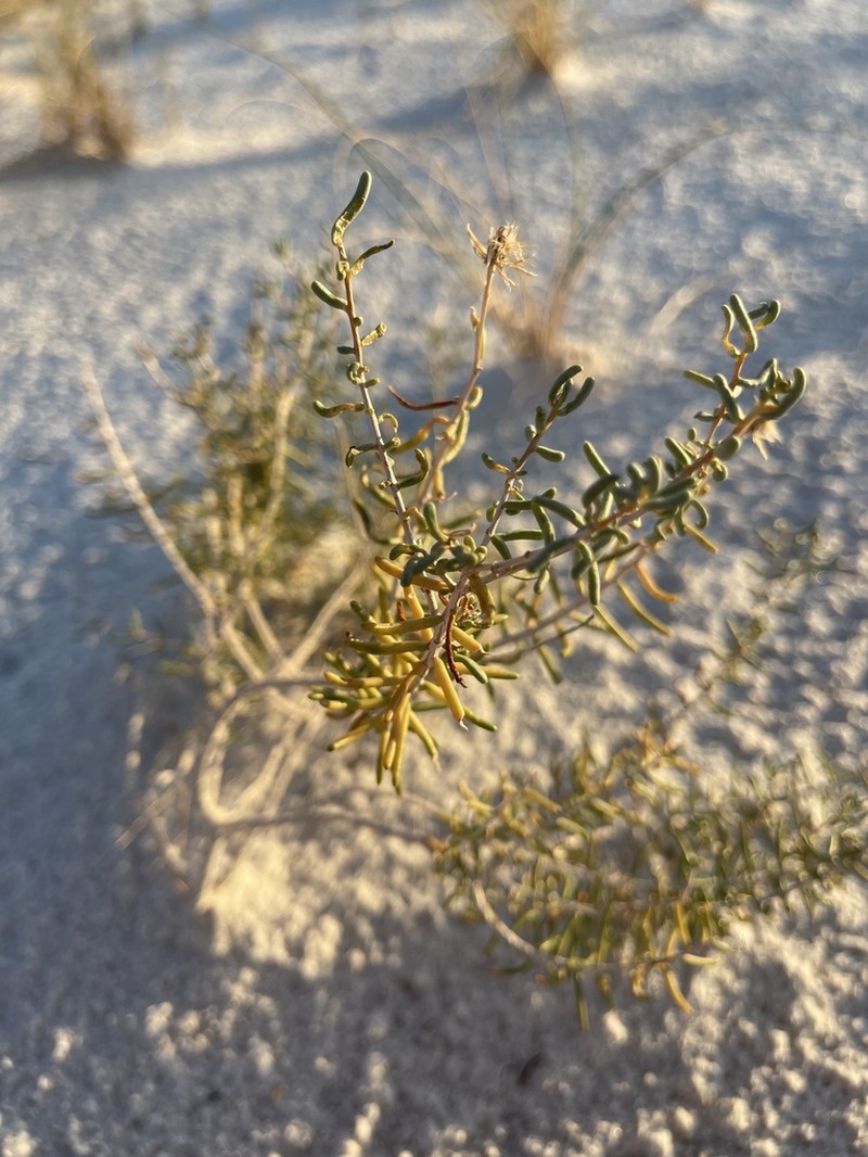 Trans-Pecos False Clapdaisy photo 8