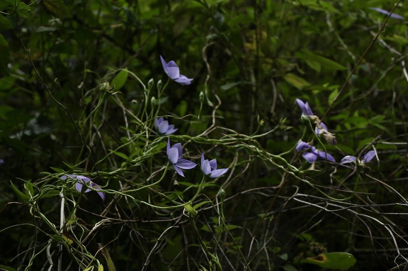 Pseudocodon convolvulaceus