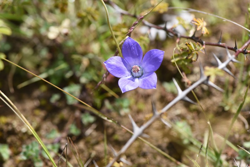 Pseudocodon convolvulaceus photo 8