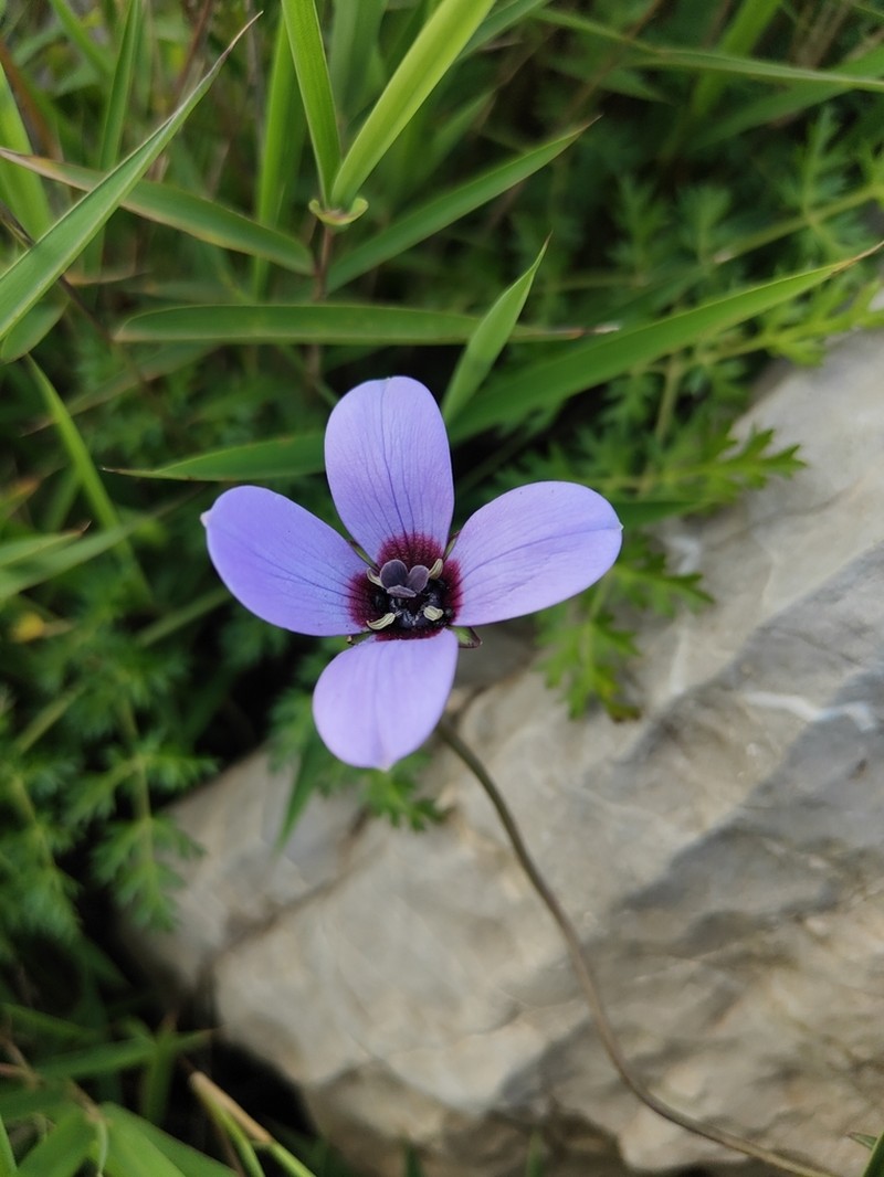 Pseudocodon graminifolius photo 4