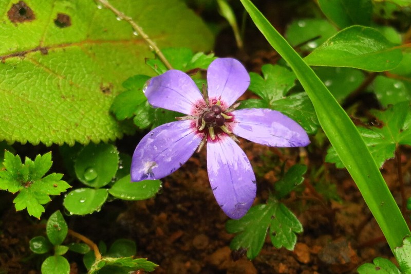 Pseudocodon graminifolius photo 5