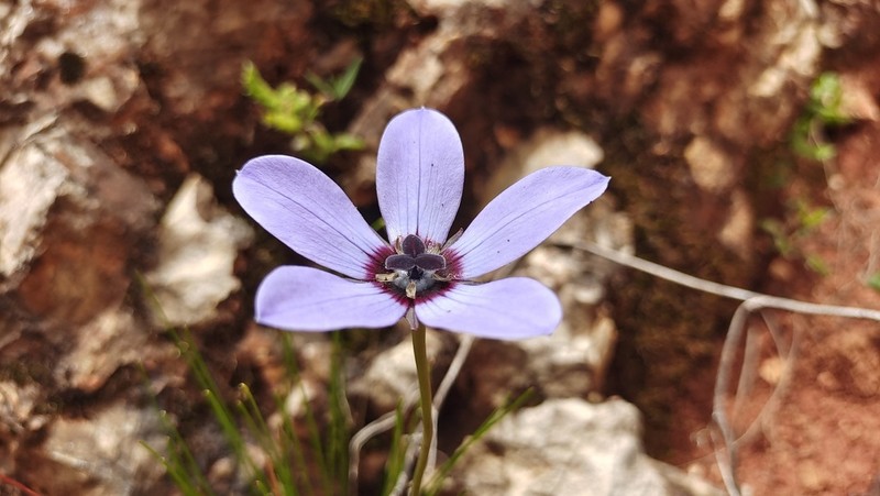 Pseudocodon graminifolius photo 8