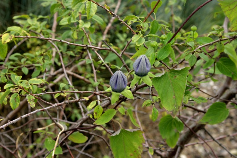 Pseudocodon grey-wilsonii