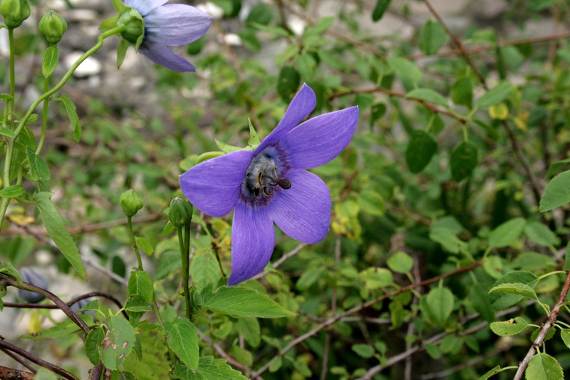 Pseudocodon grey-wilsonii photo 2