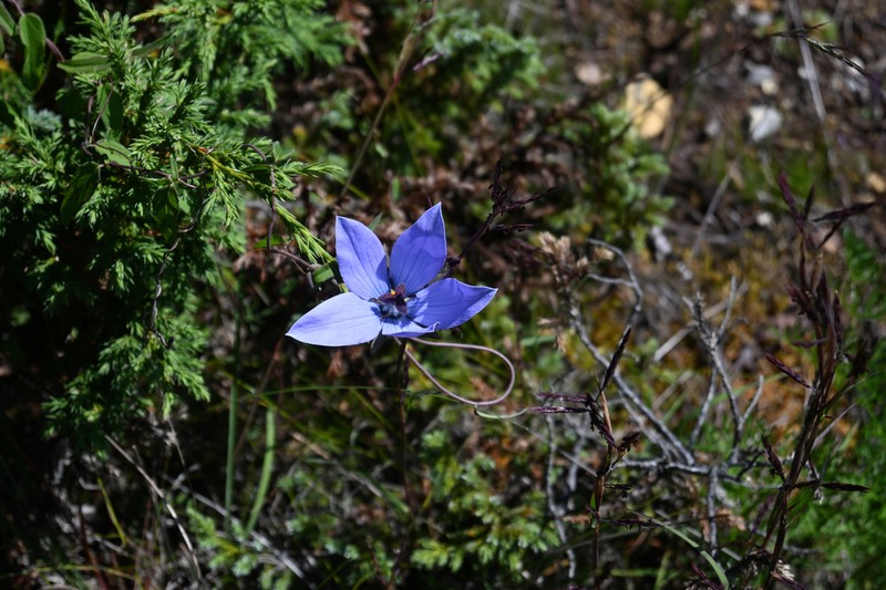 Pseudocodon vinciflorus photo 2