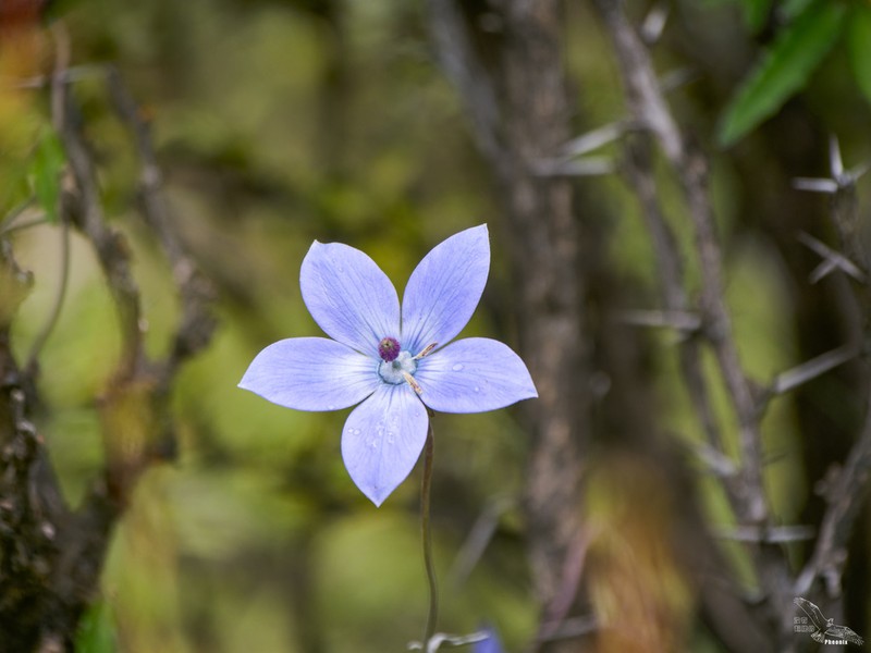 Pseudocodon vinciflorus photo 3
