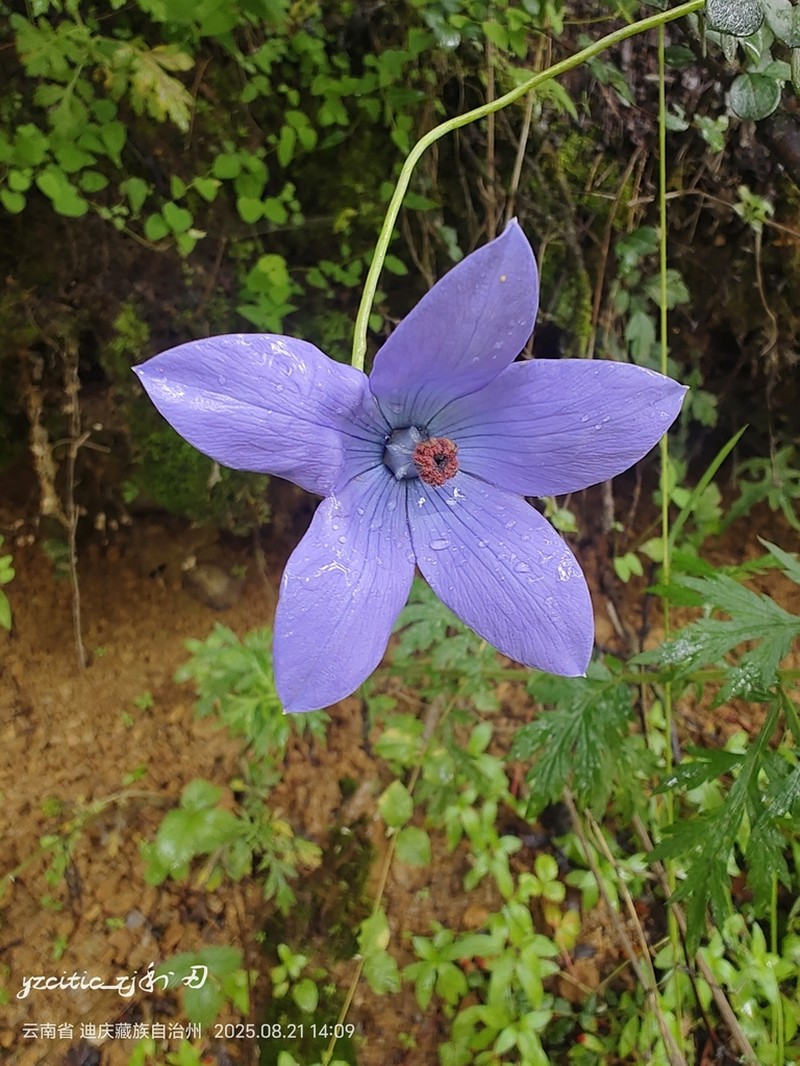 Pseudocodon vinciflorus photo 4