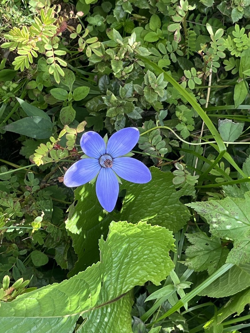 Pseudocodon vinciflorus photo 5