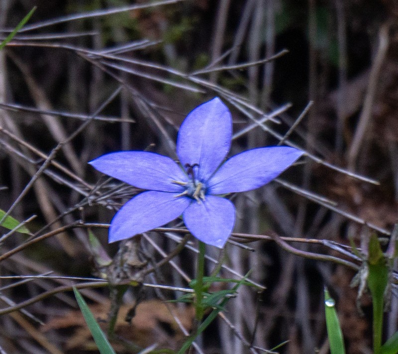 Pseudocodon vinciflorus photo 6