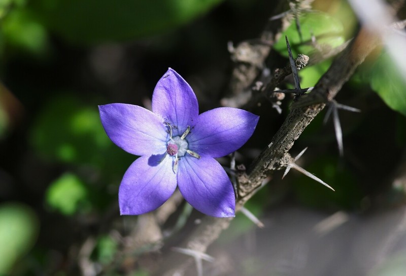 Pseudocodon vinciflorus photo 7