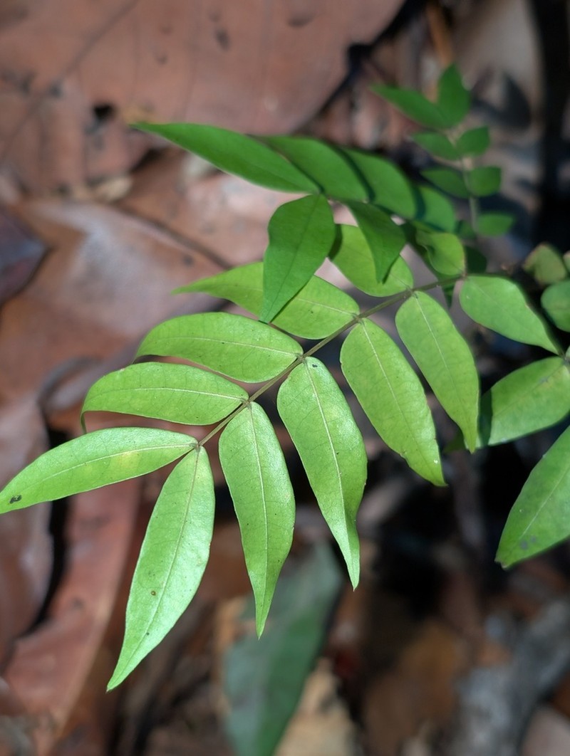 Pseudocojoba sabatieri