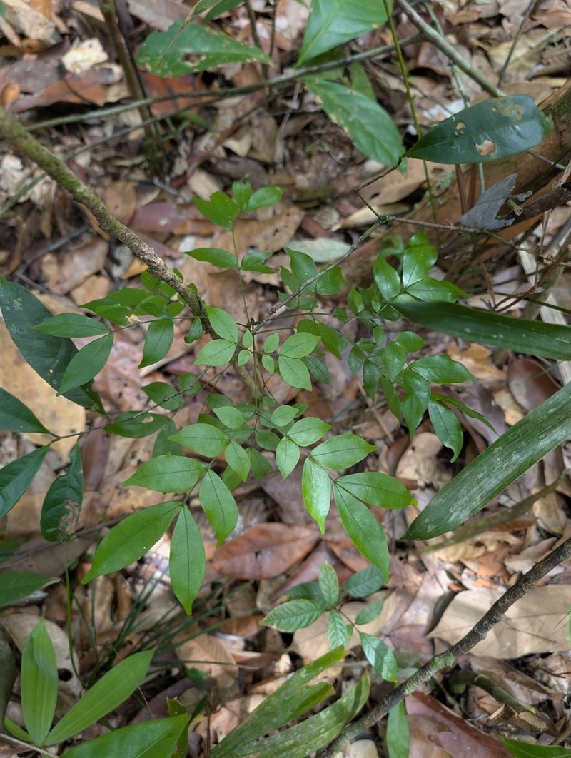 Pseudocojoba sabatieri photo 2