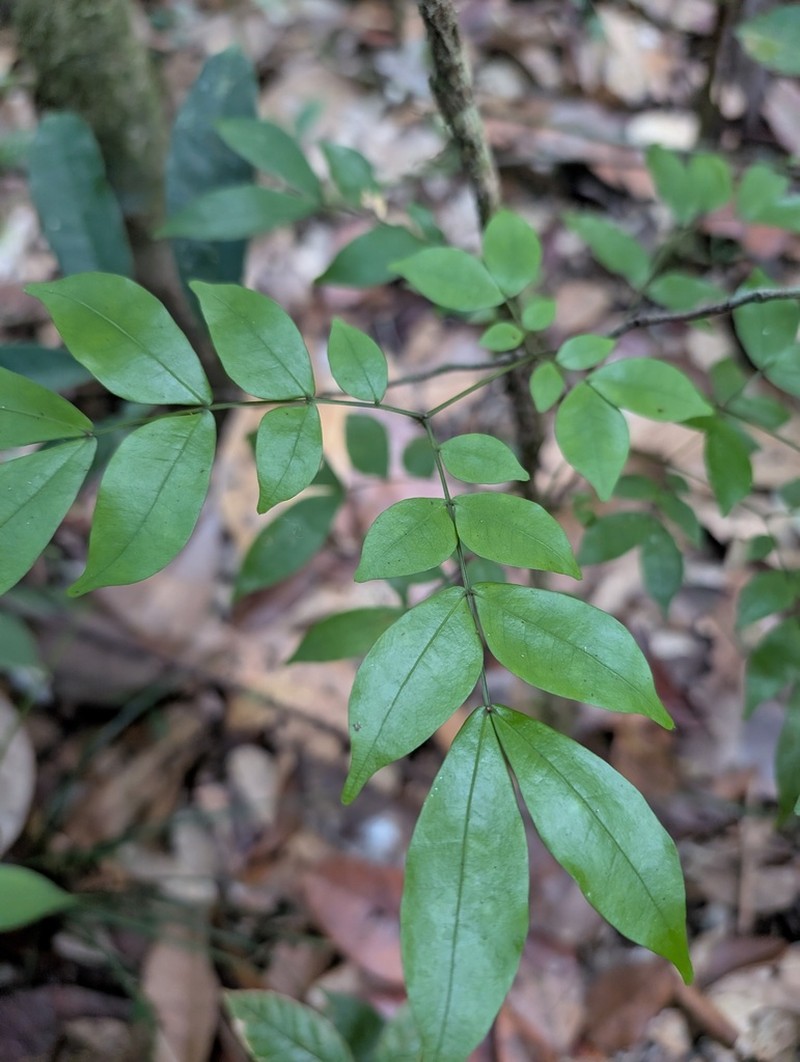 Pseudocojoba sabatieri photo 3