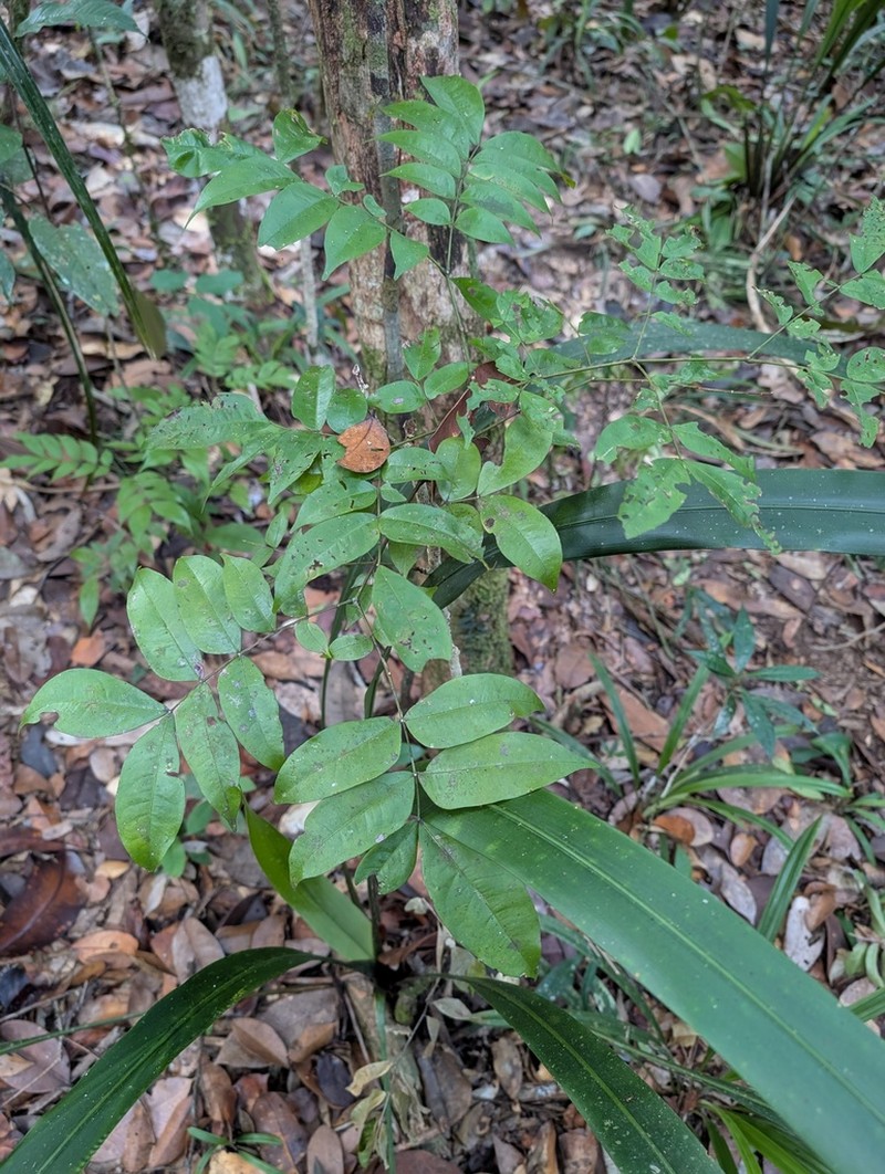 Pseudocojoba sabatieri photo 4