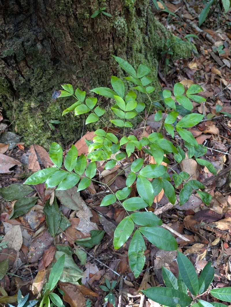 Pseudocojoba sabatieri photo 5
