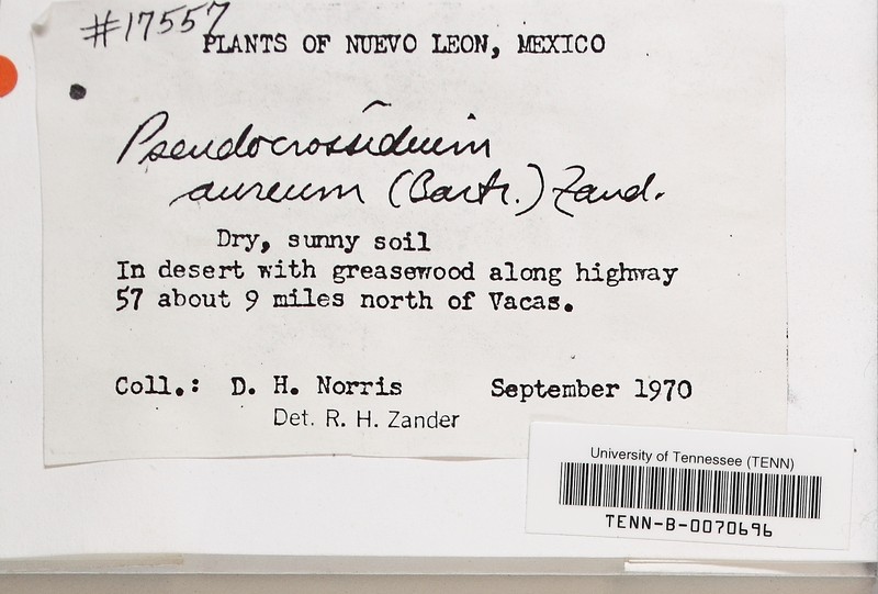 Pseudocrossidium Moss photo 2