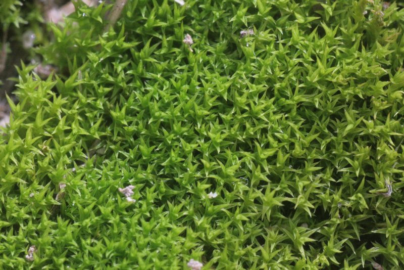 Hornschuch's Pseudocrossidium Moss