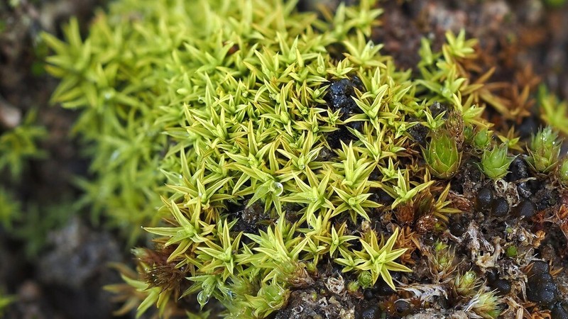 Hornschuch's Pseudocrossidium Moss