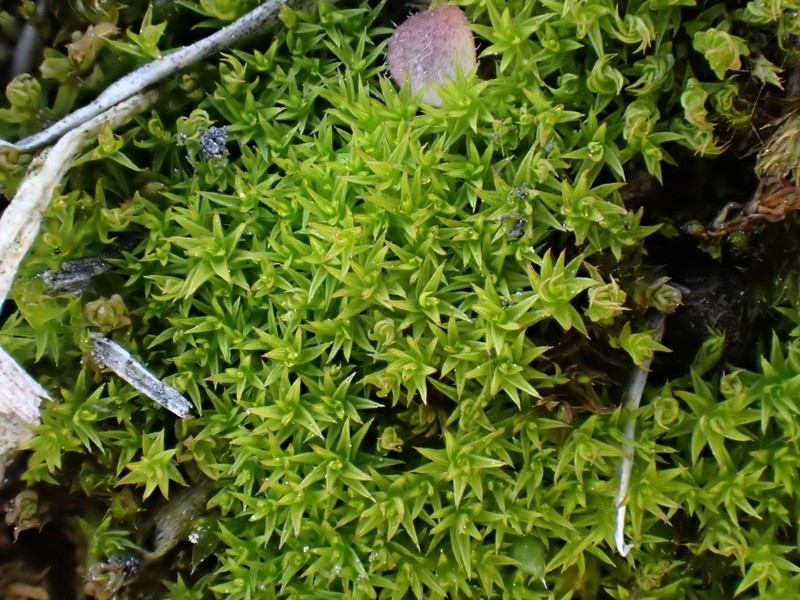 Hornschuch's Pseudocrossidium Moss photo 2