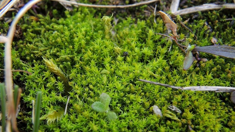 Hornschuch's Pseudocrossidium Moss photo 3