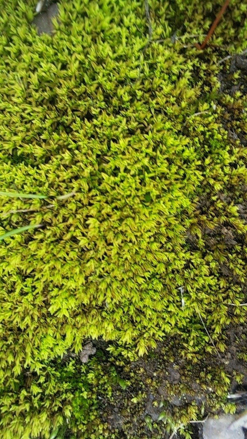 Hornschuch's Pseudocrossidium Moss photo 4