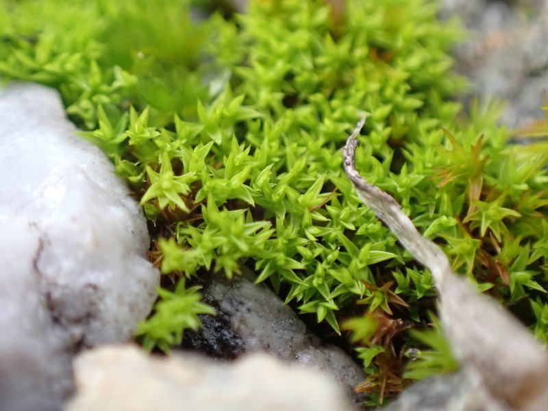 Hornschuch's Pseudocrossidium Moss photo 5