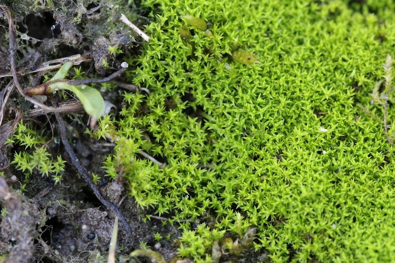 Hornschuch's Pseudocrossidium Moss photo 6