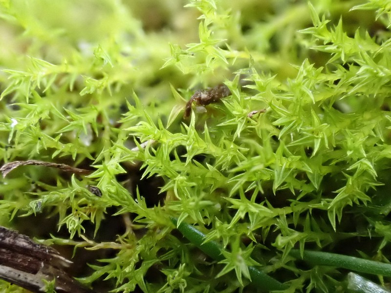 Hornschuch's Pseudocrossidium Moss photo 7