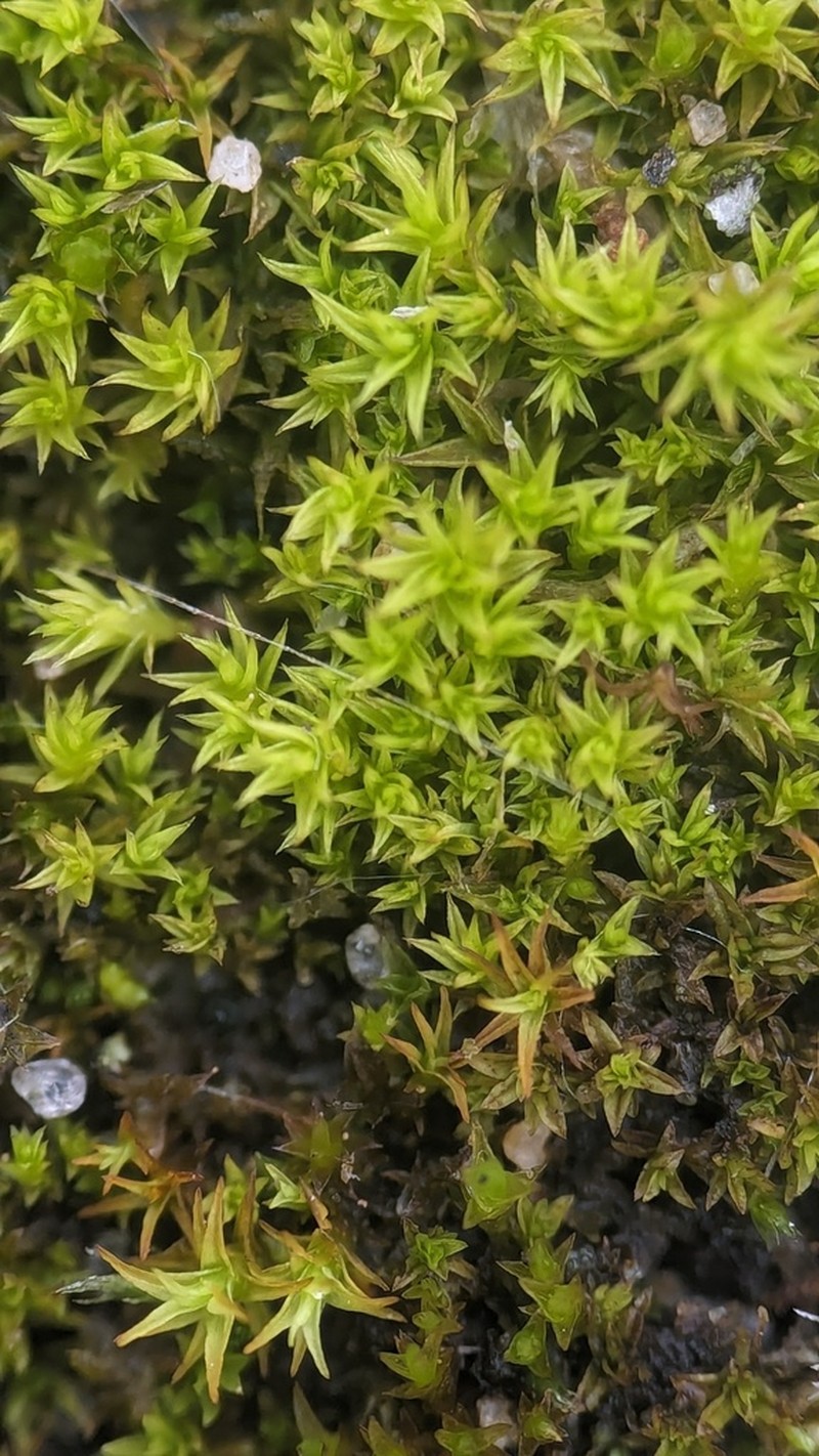 Hornschuch's Pseudocrossidium Moss photo 8