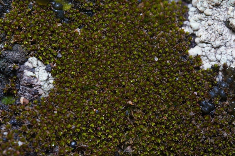 Pseudocrossidium Moss photo 2