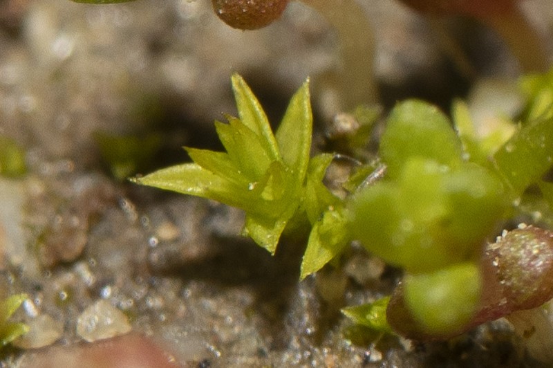 Pseudocrossidium Moss photo 3