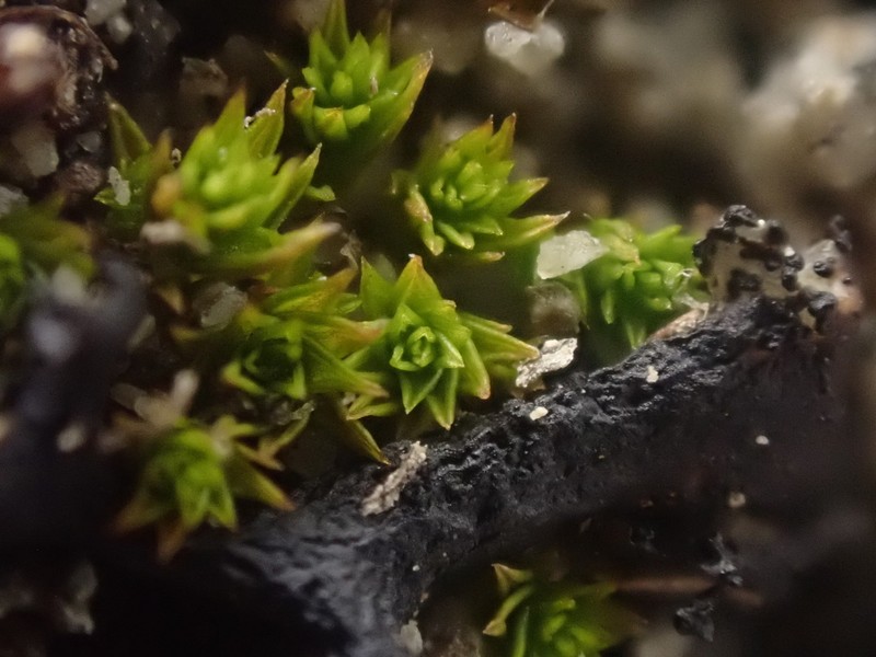 Pseudocrossidium Moss photo 4