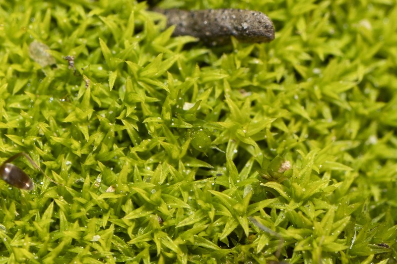 Pseudocrossidium Moss photo 5