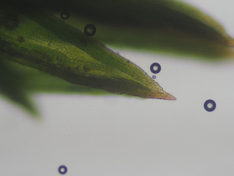 Pseudocrossidium Moss photo 6