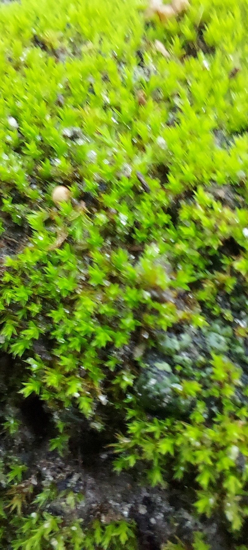 Pseudocrossidium Moss