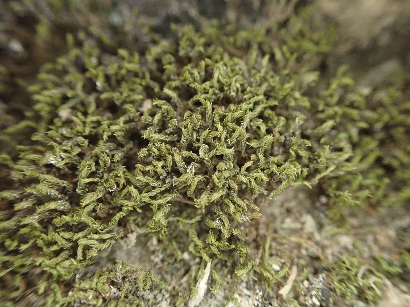 Pseudocrossidium Moss photo 6
