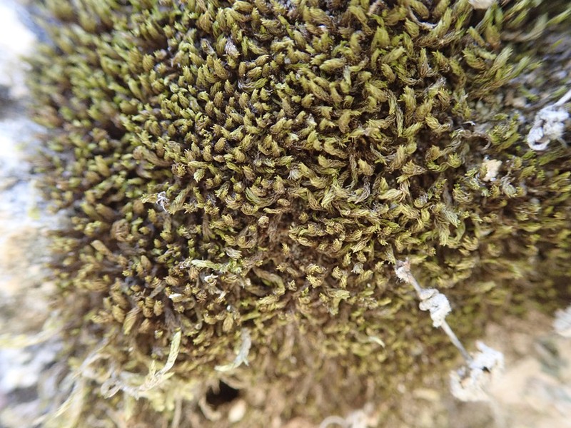 Pseudocrossidium Moss photo 7