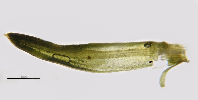 Pseudocrossidium Moss photo 8