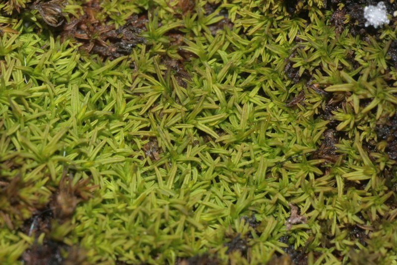 Pseudocrossidium Moss