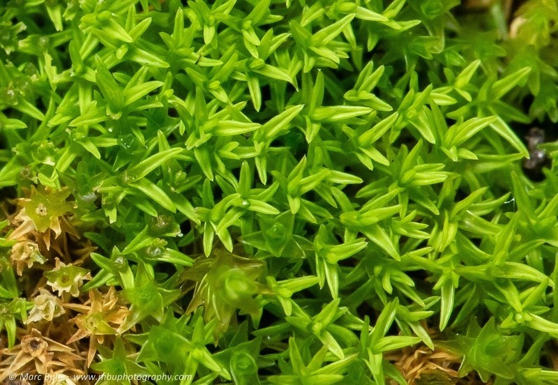 Pseudocrossidium Moss