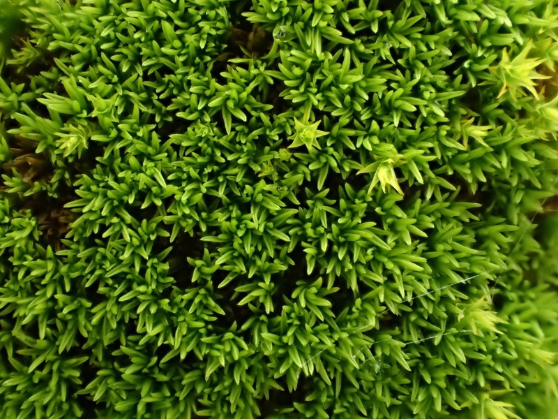 Pseudocrossidium Moss photo 2
