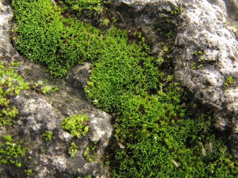 Pseudocrossidium Moss photo 3