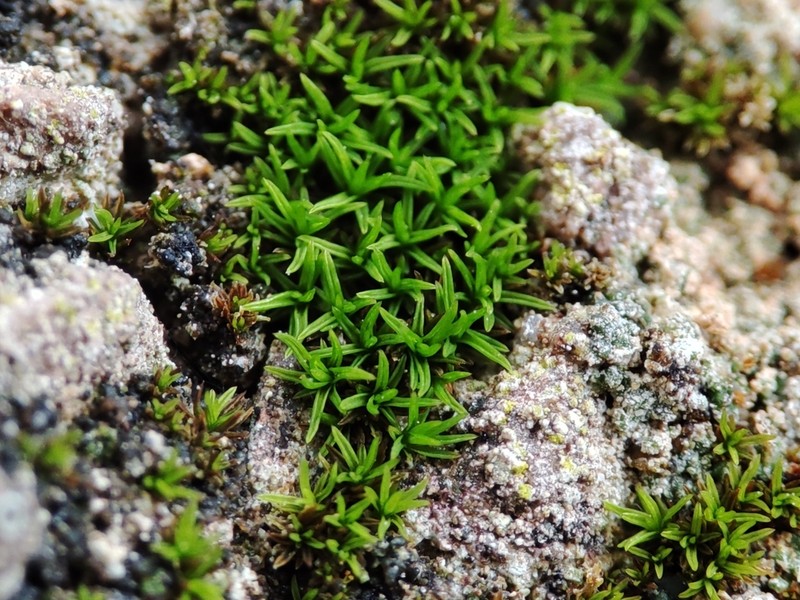 Pseudocrossidium Moss photo 4